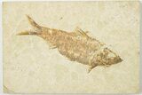 3.95" Detailed Fossil Fish (Knightia) - Wyoming - #201611-1